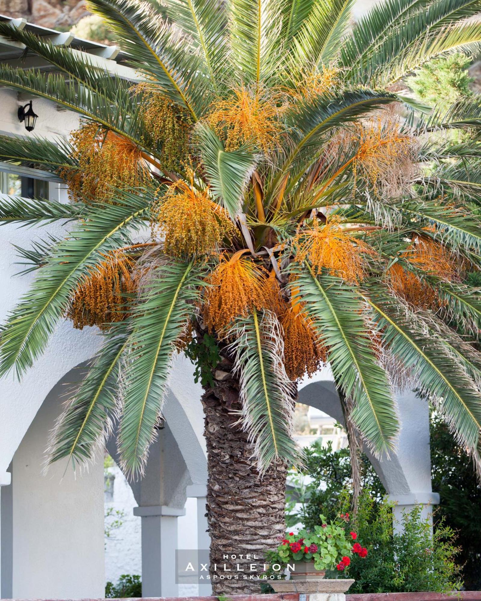 Achilleion Hotel Szkírosz Kültér fotó